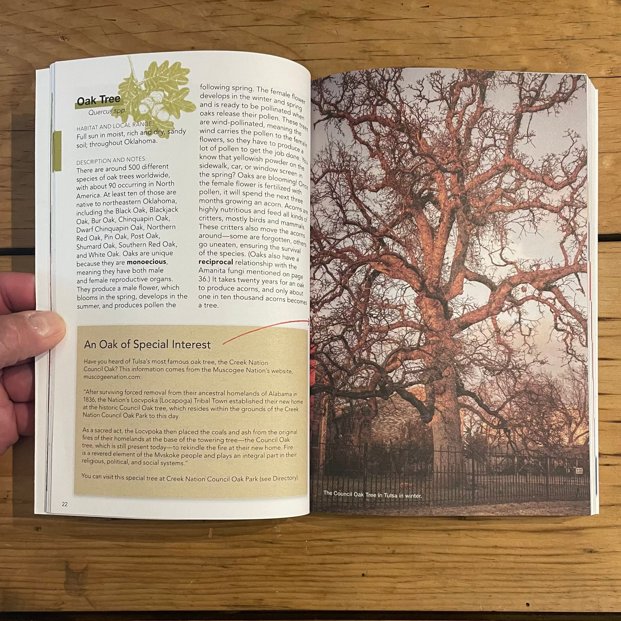 Creative Field Guide to Northeastern Oklahoma