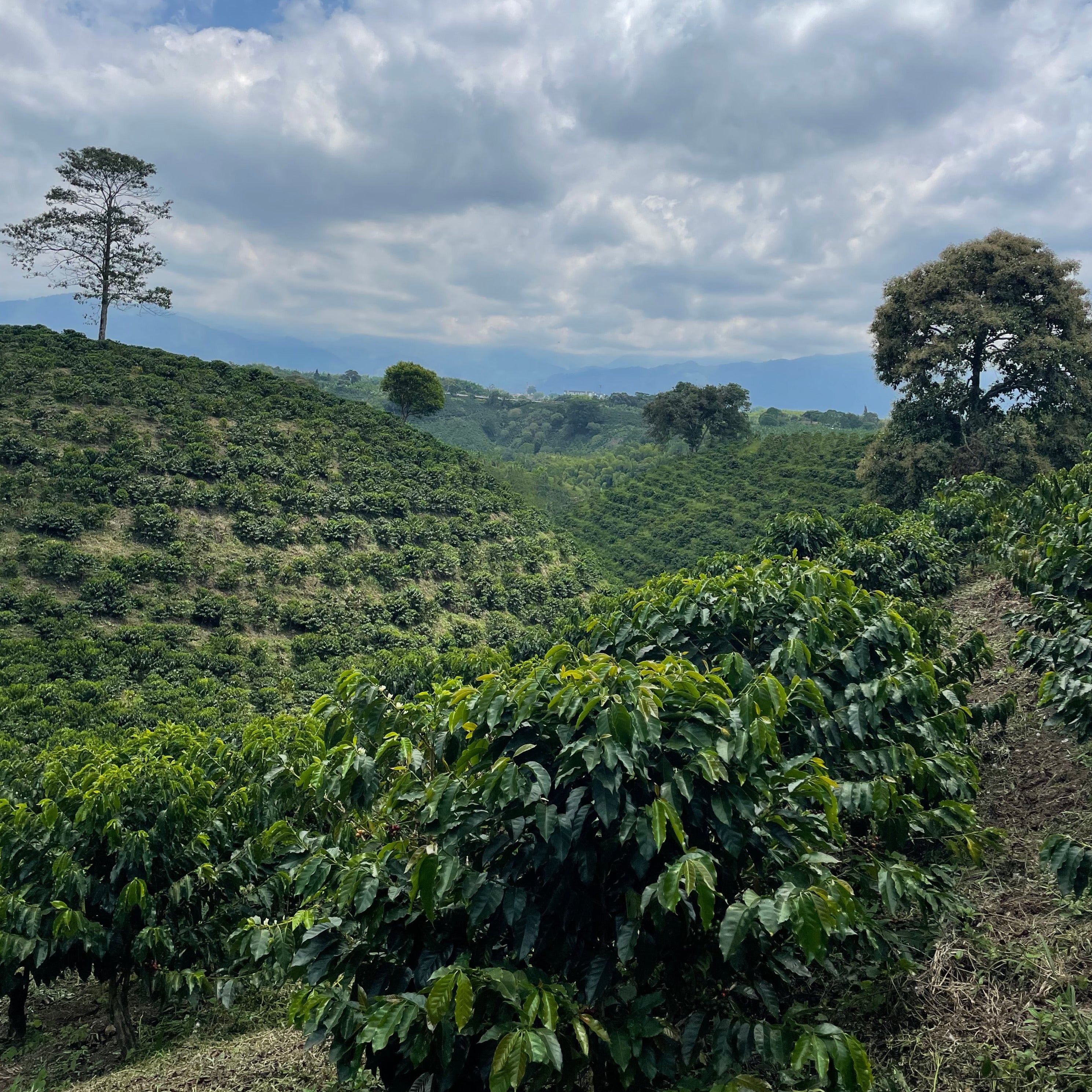 Shop Coffee — Double Shot Espresso Company Zanesville, OH Coffee Roastery