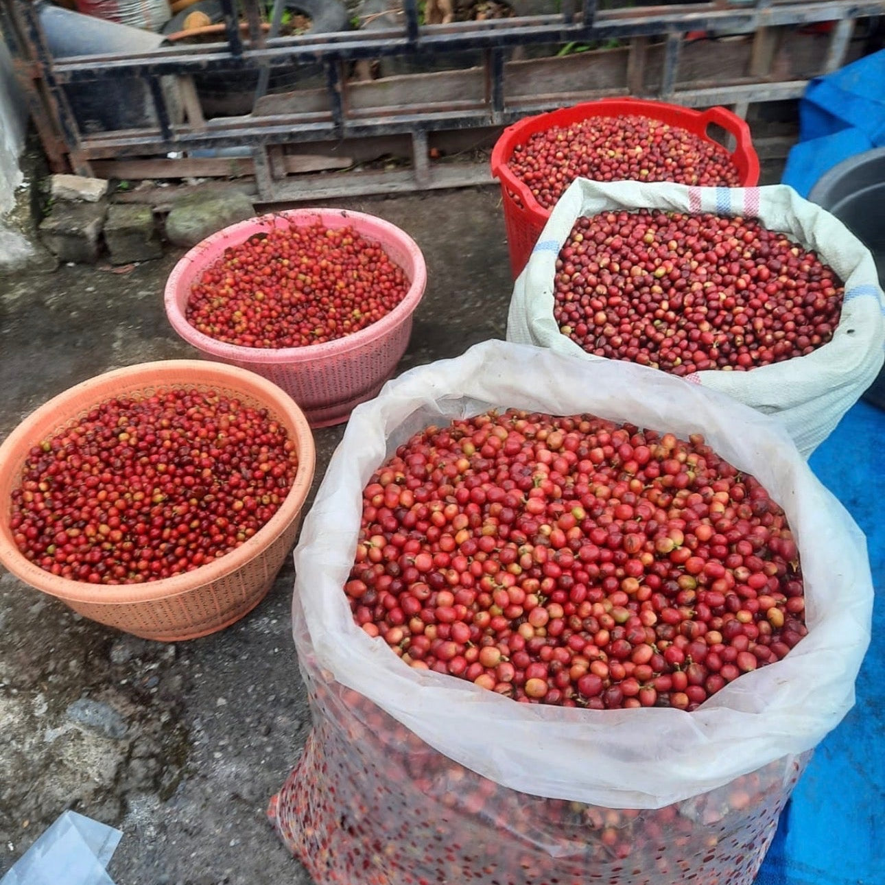 Sumatra Double Dutch
