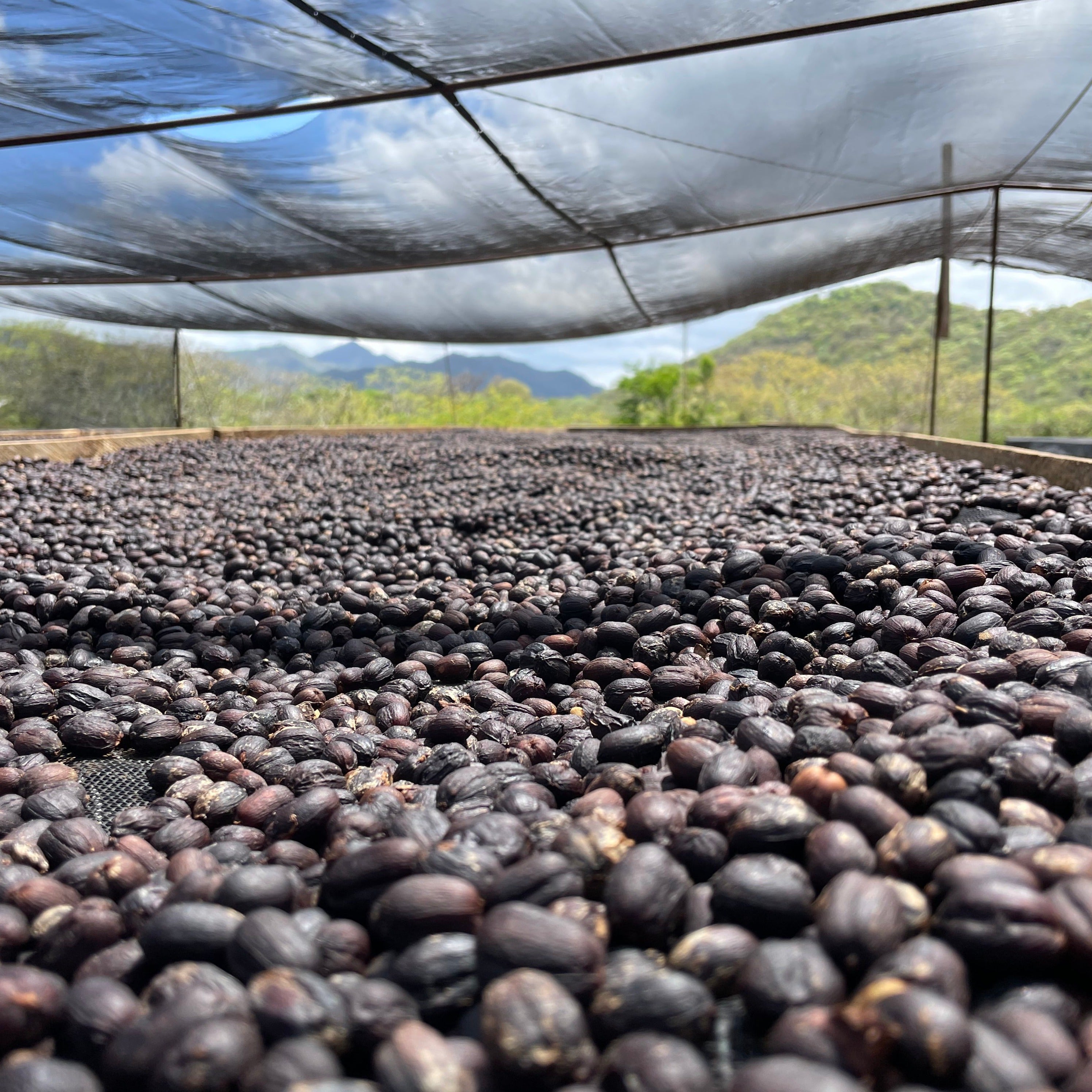 Café en grains décaféiné H20 - Nicaragua Madriz